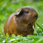 Can guinea pigs eat oranges ?