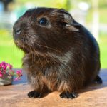 How many babies do guinea pigs have ?