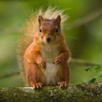 Squirrel nest