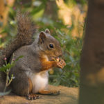 What do flying squirrels eat ?