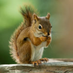 Newborn squirrel