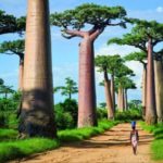 Interesting facts about Madagascar