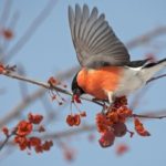 Bullfinch