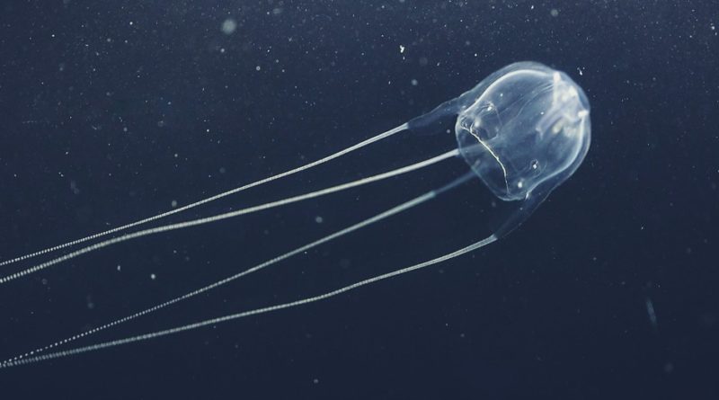 Irukandji Jellyfish