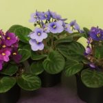 African Violet Scientific Name