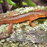 Newts Scientific Name