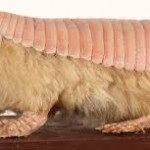 Crazy Creatures | Pink Fairy Armadillo