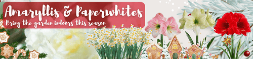 Amaryllis & Paperwhites Banner (1).png__PID:3e1325e7-ae7e-492e-a7e1-02ec5cf1e493