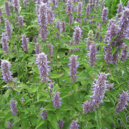 Anise Hyssop vendor-unknown