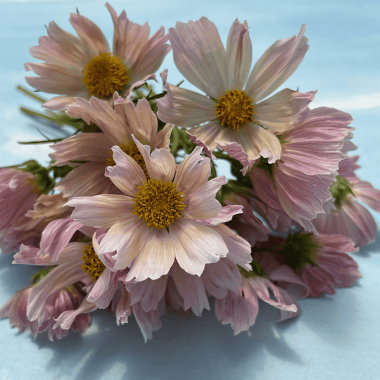 Apricot Lemonade Cosmos