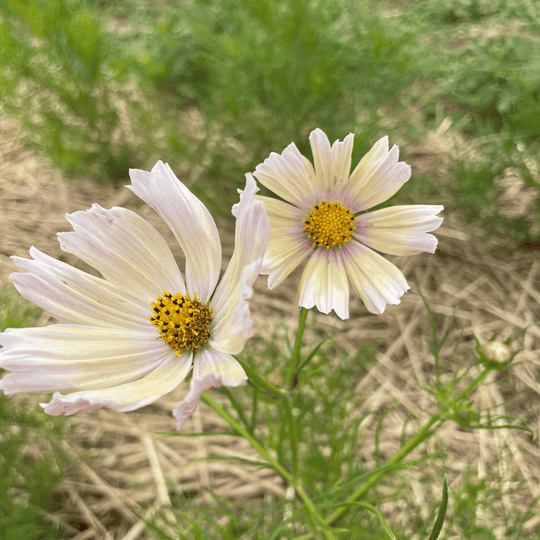 Apricot Lemonade Cosmos