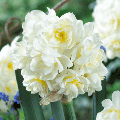 Paperwhite 'Erlicheer'