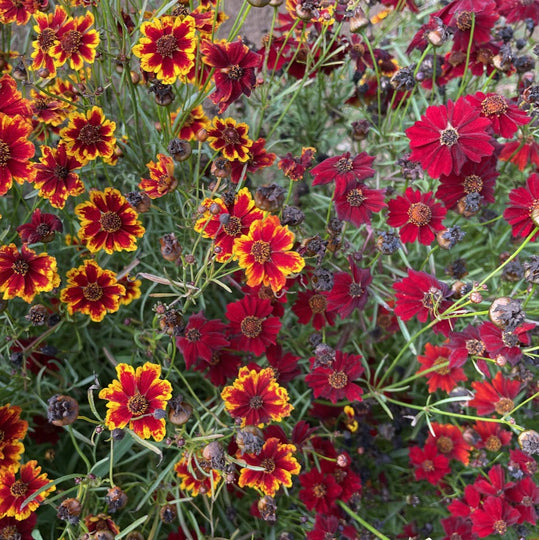 Dyer's Coreopsis