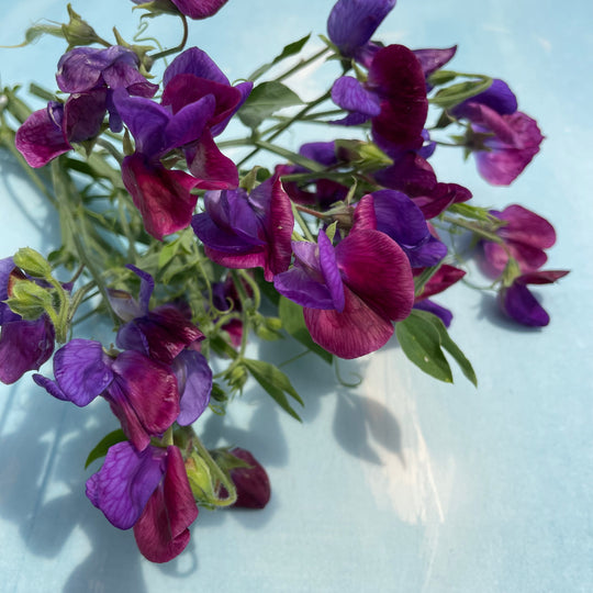 Cupani's Original Sweet Pea