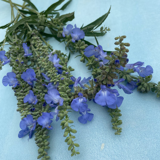 Blue Sage