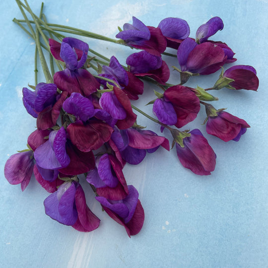 Cupani's Original Sweet Pea