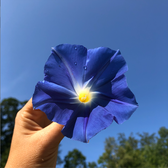 heavenly blue morning glory