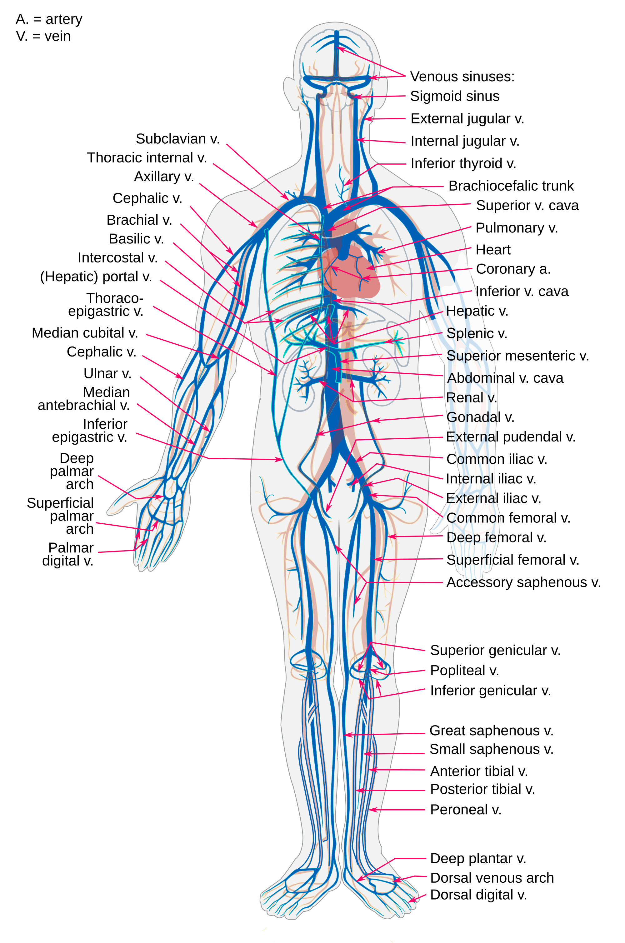 Veins Of The Body Diagram