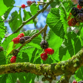 Mulberries – it’s like tMulberries – it’s like they know…hey know…