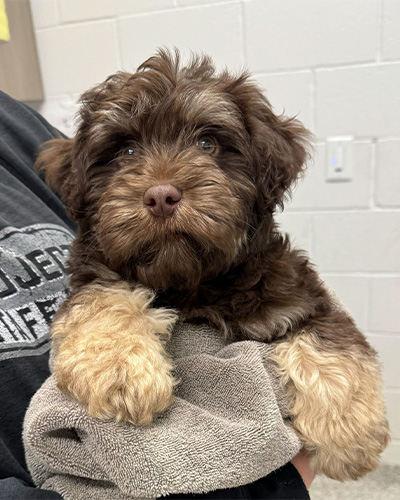 closeup of a doodle puppy