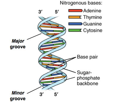 The Moder 3D Double-Helix Human DNA Model According to Genetics