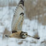 owl flying during winter