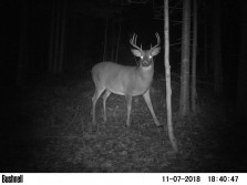 This buck now just a ghost....and in my freezer!