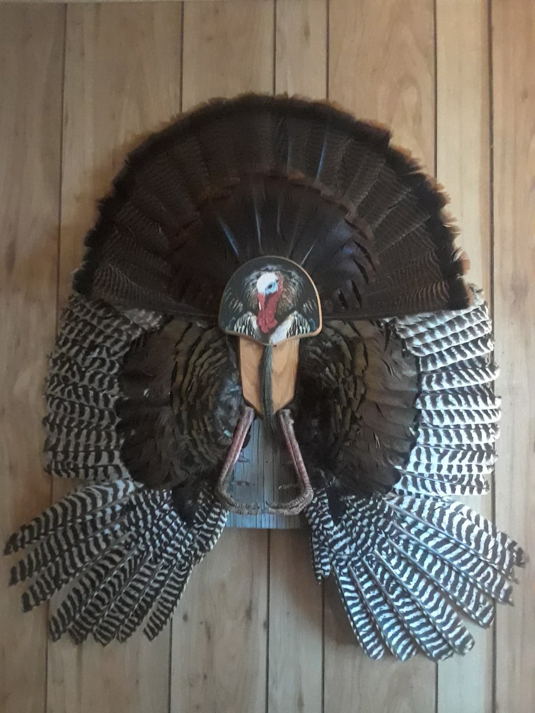 wing and fan mount - Turkey Hunting - Hunting New York - NY Empire ...