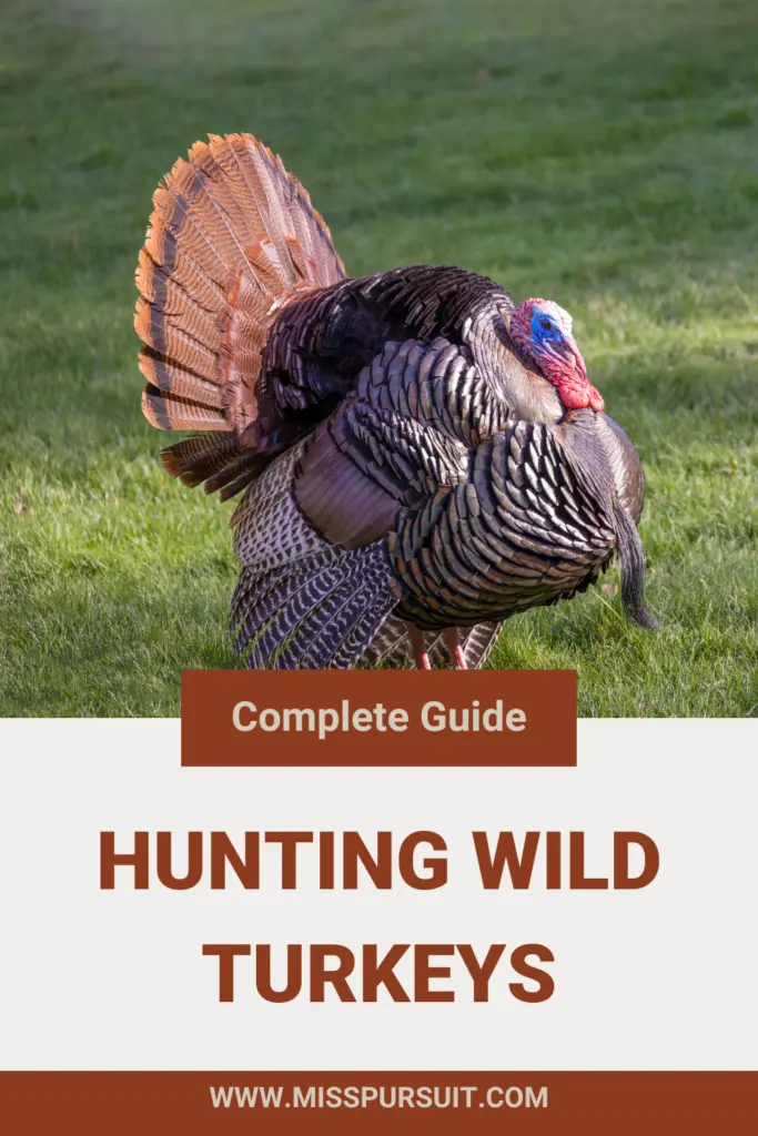 The Complete Guide to Hunting Wild Turkeys - HuntingOfficer