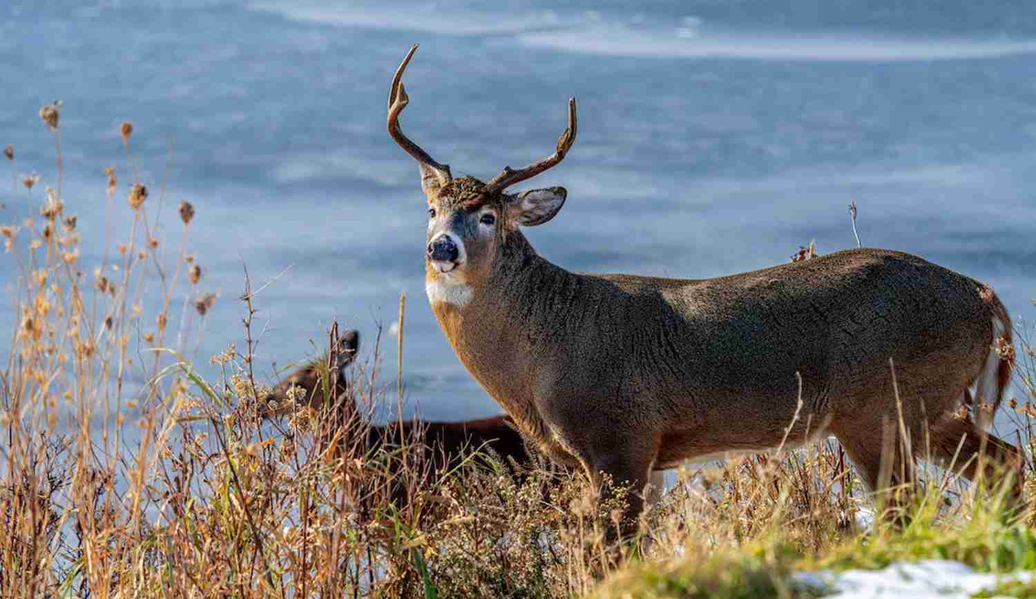 When Does Deer Season End In Nc 2024 Noemi Angeline