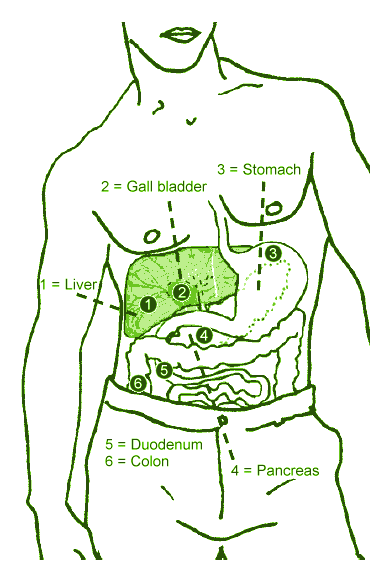 human body livers with structure