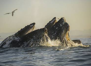 Whales & Dolphins of Monterey Bay