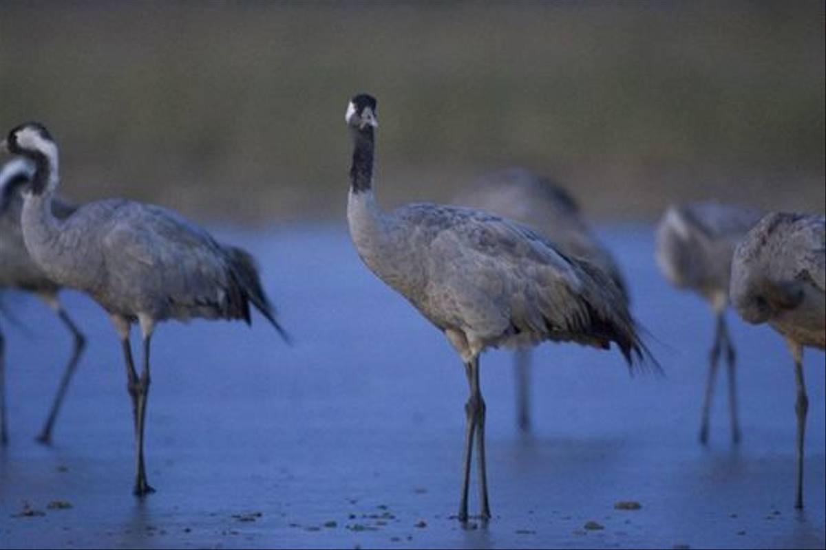 Common Cranes (Mati Kose)