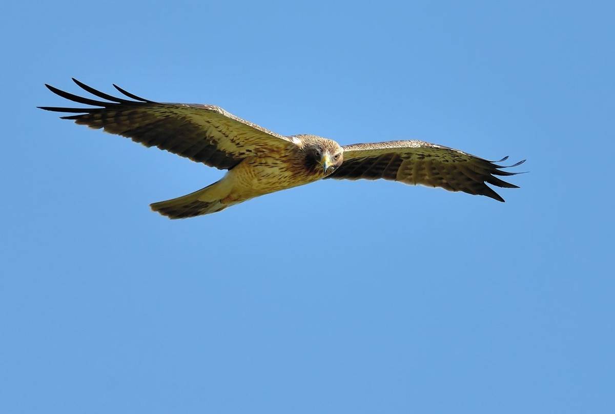 Booted eagle