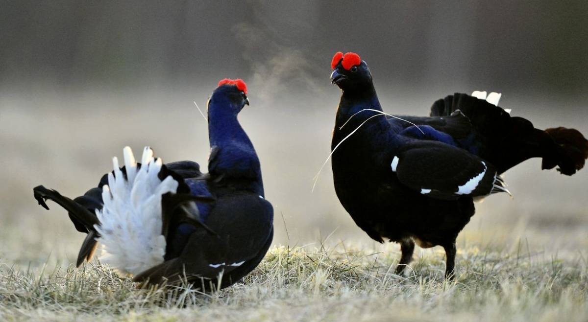 Black Grouse