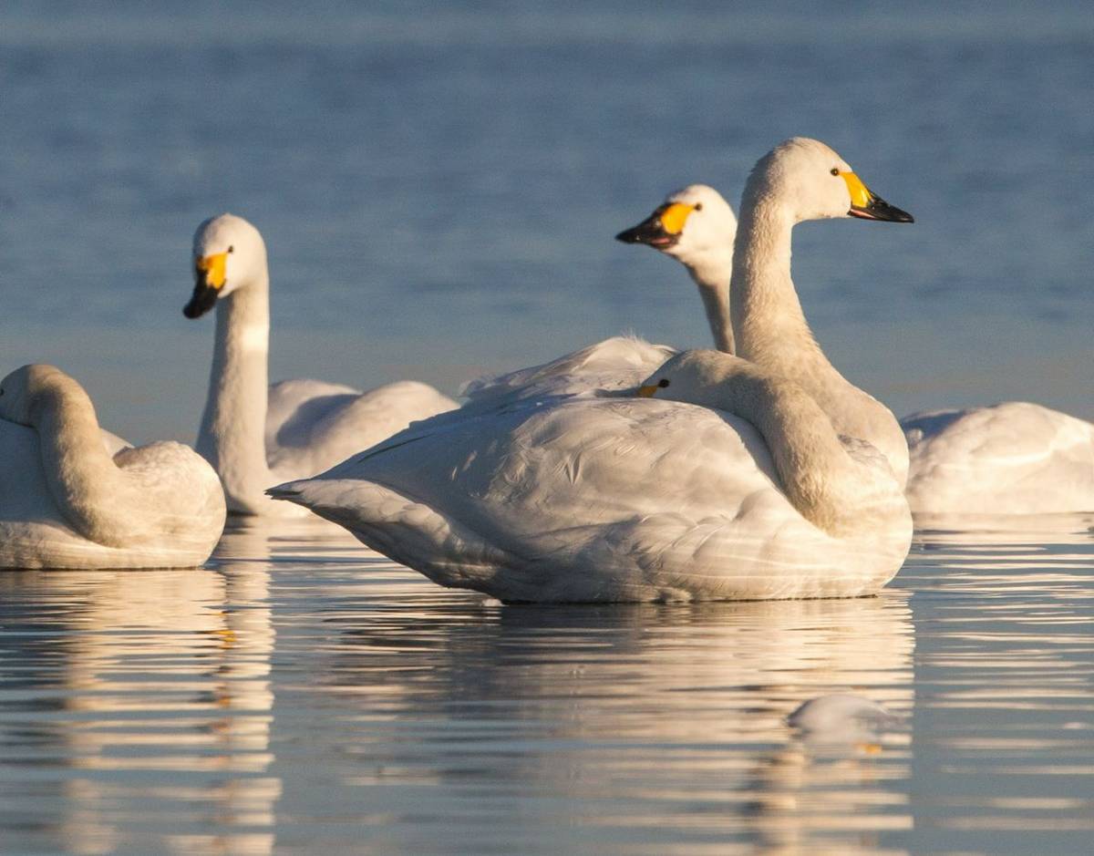 Bewick's Swans (Mati Kose)