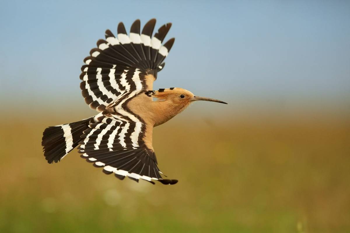 Hoopoe shutterstock_352032698.jpg