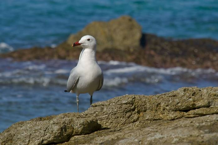 Audouin's Gull