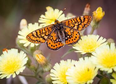 Butterflies of Hungary