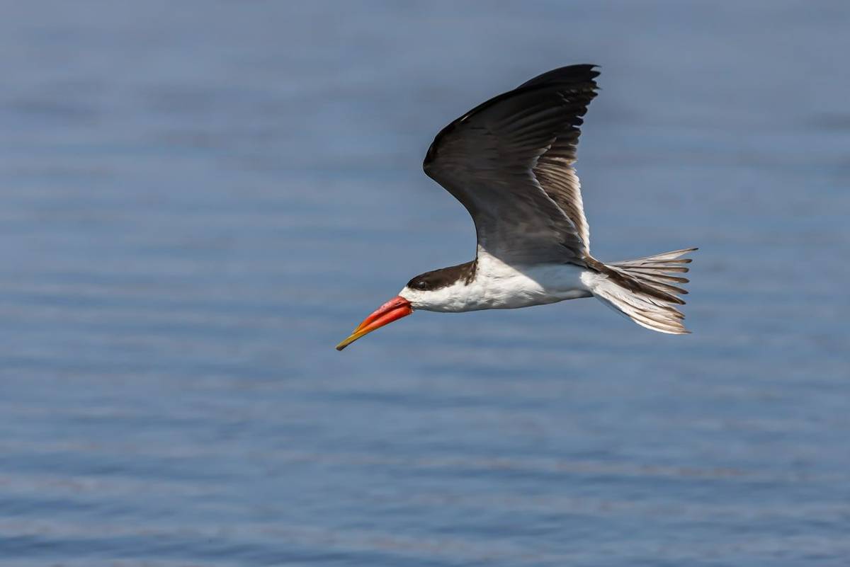 African Skimmer shutterstock_1735179272.jpg