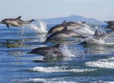 Baja California & Sea of Cortez