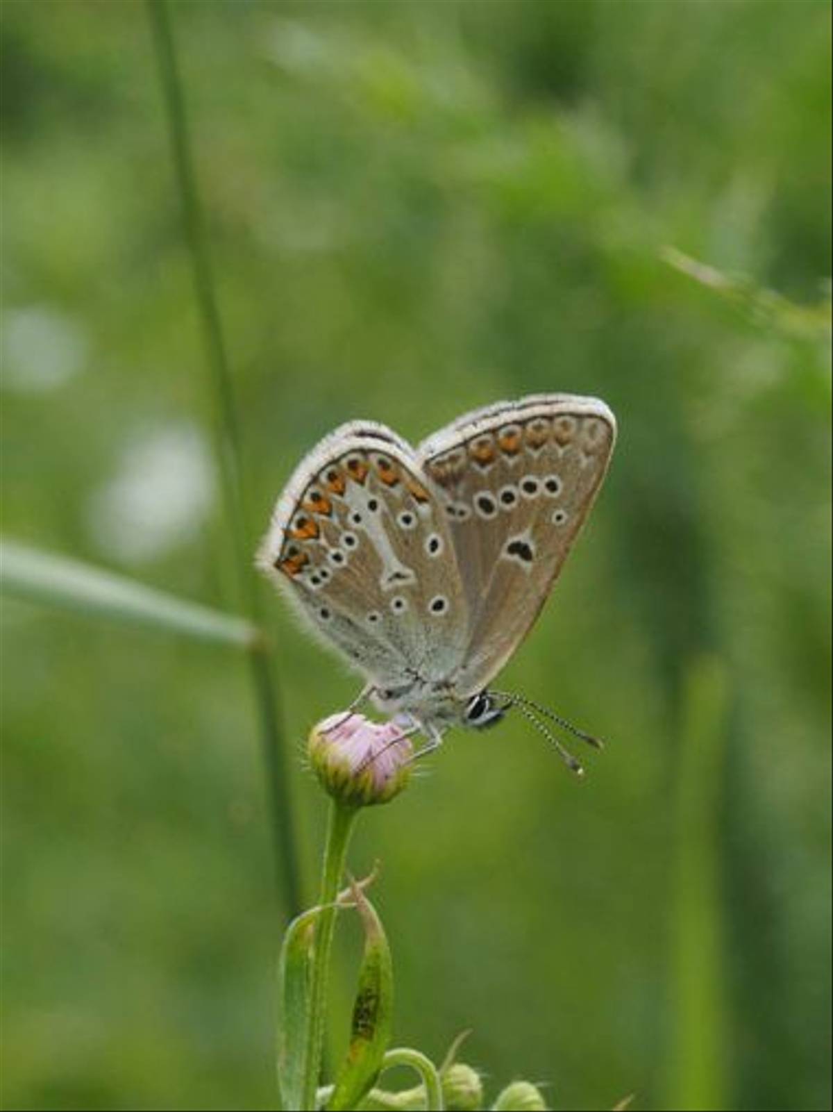 Geranium Argus (Andy Daw)