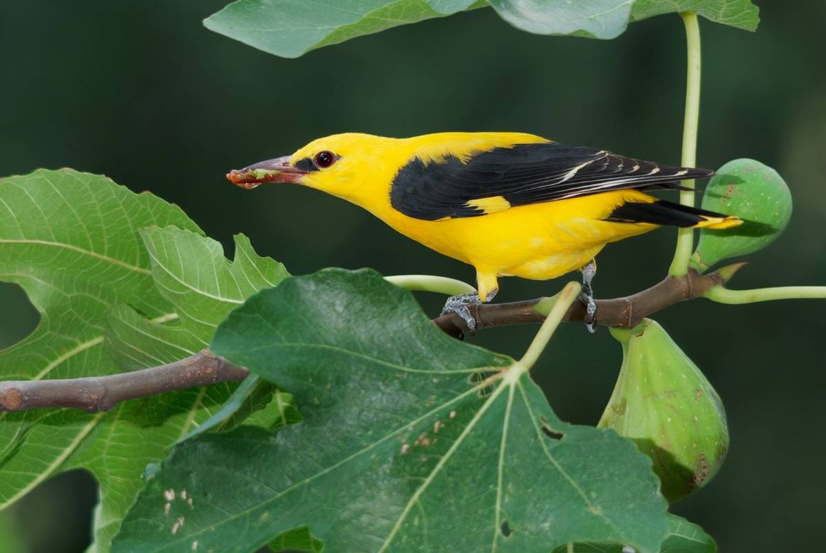 Golden Oriole shutterstock_235456228.jpg