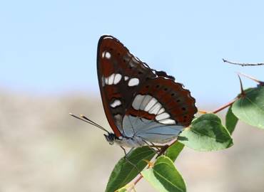 The Butterflies and Birds of North Macedonia