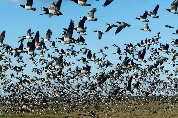 Barnacle Geese (Mati Kose)