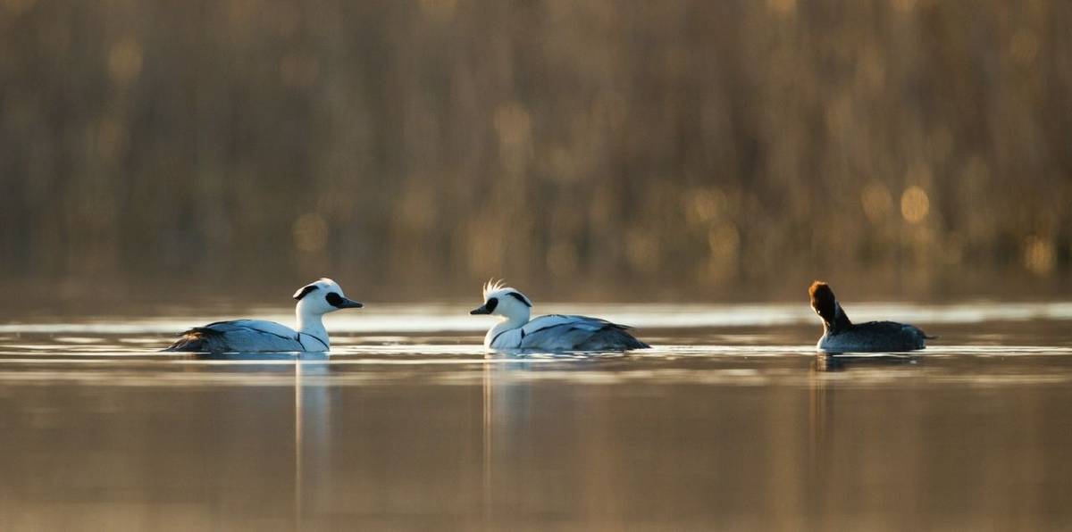 Smew (Mati Kose)