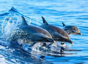 Mantas, Dolphins & Coral Reefs - A Maldives Cruise