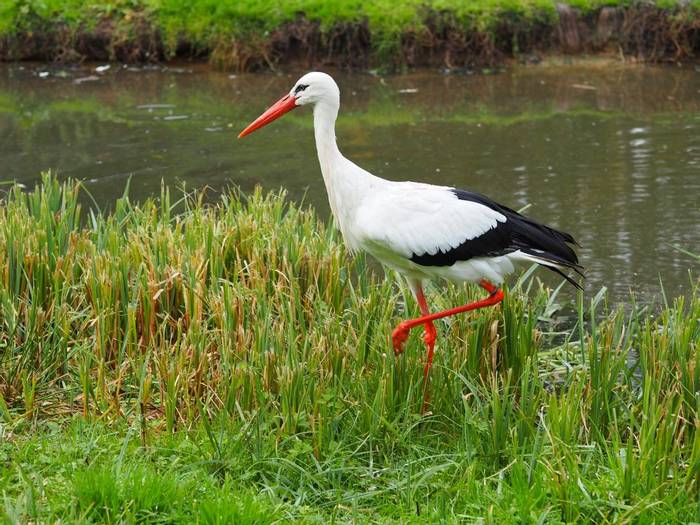 White Stork