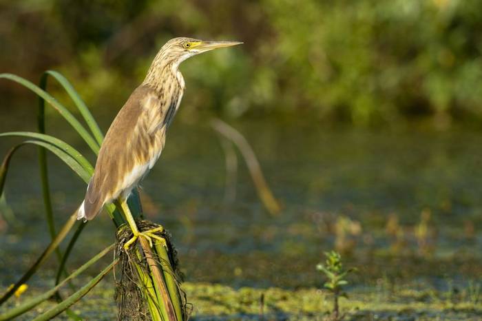 Squacco Heron