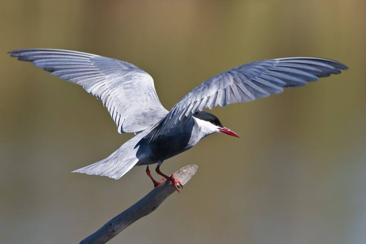 Whiskered Tern Shutterstock 16698481